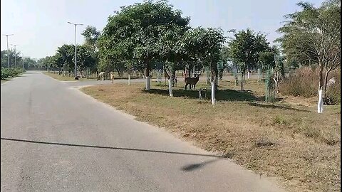 freely moving animals in IIT patna