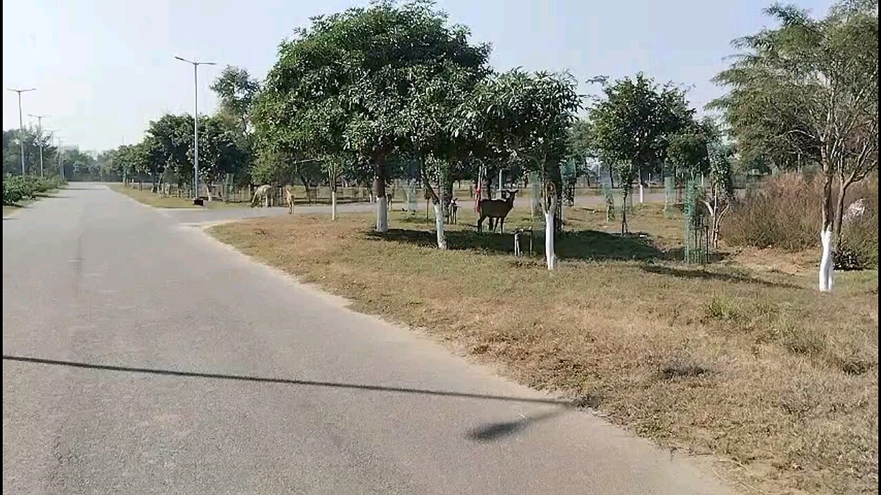 freely moving animals in IIT patna