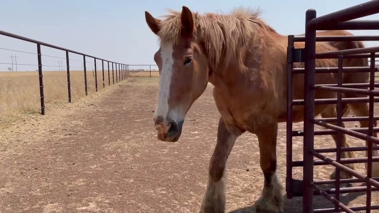 Our NEWEST Rescued Belgian Draft Horse Ep.18