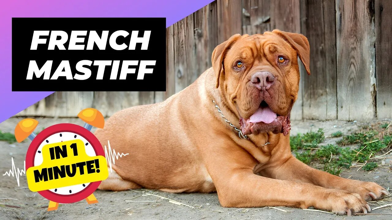 French Mastiff - In 1 Minute! 🐶 One Of The Biggest Dog Breeds In The World | 1 Minute Animals