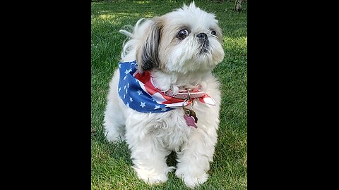 Happy Memorial Day From Rosie (Featuring Rosie The Shihtzu)