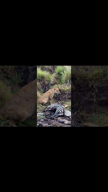 Unique Playground For Lion Cubs #shorts | #ShortsAfrica
