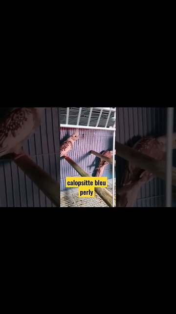 calopsitte bleu perlée