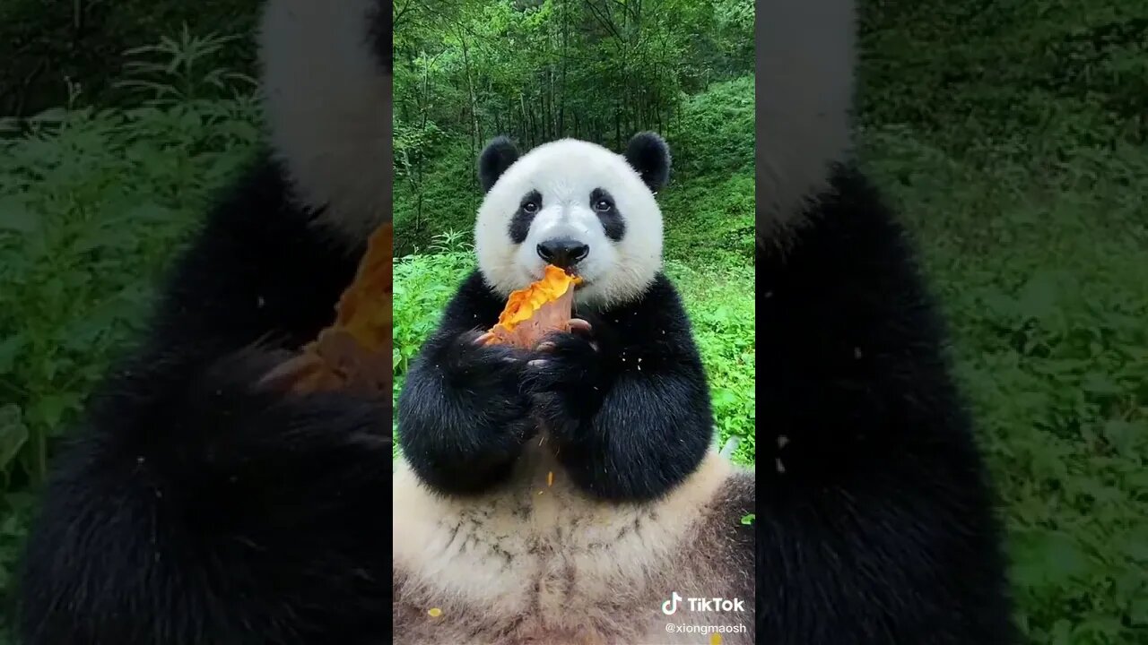 Just a Panda on lunch break - Will make your day #shorts