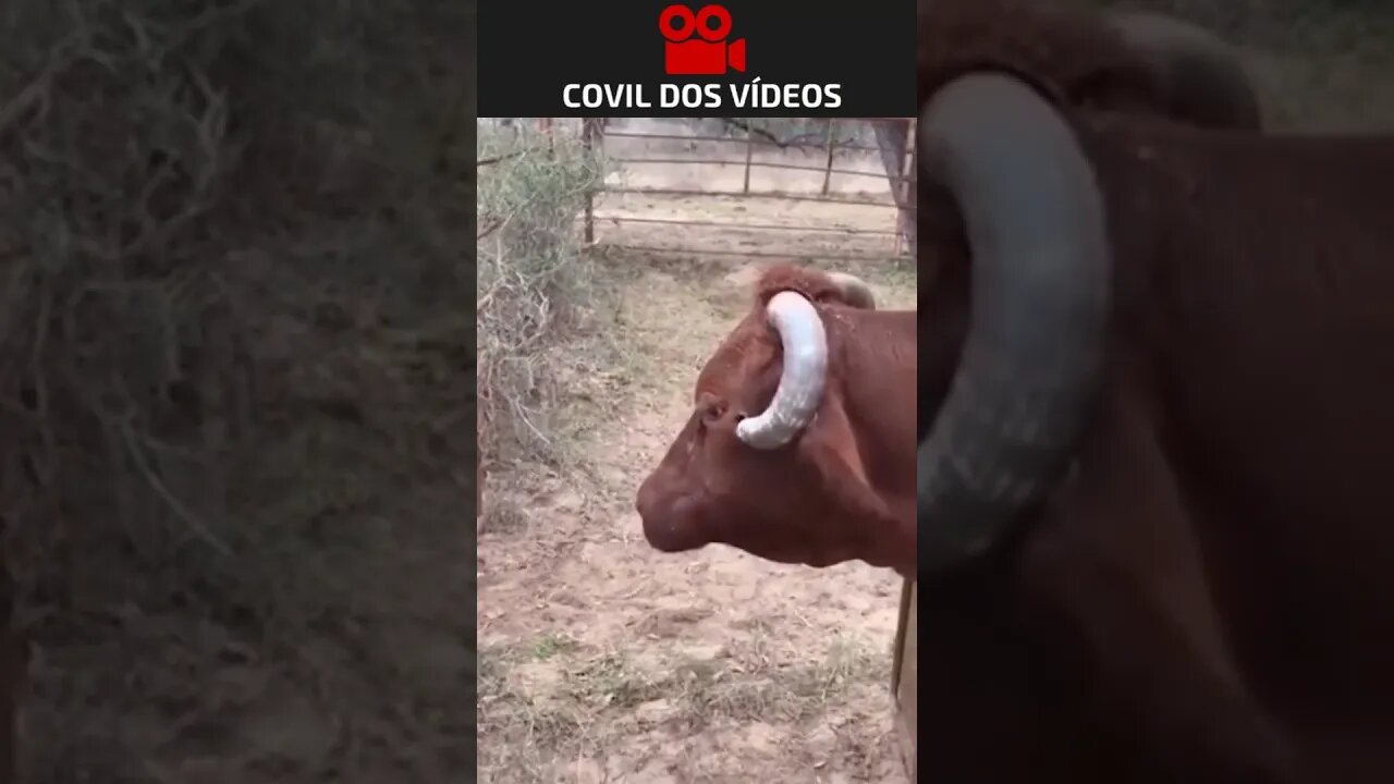 o chifre estava machucando esse animal