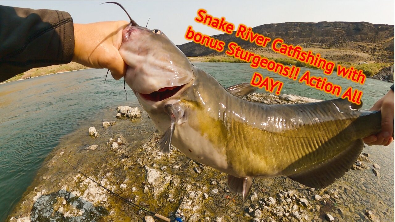 Snake River Catfishing with bonus Sturgeons!! Action All DAY!