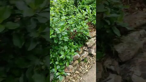 Steep windy footpath