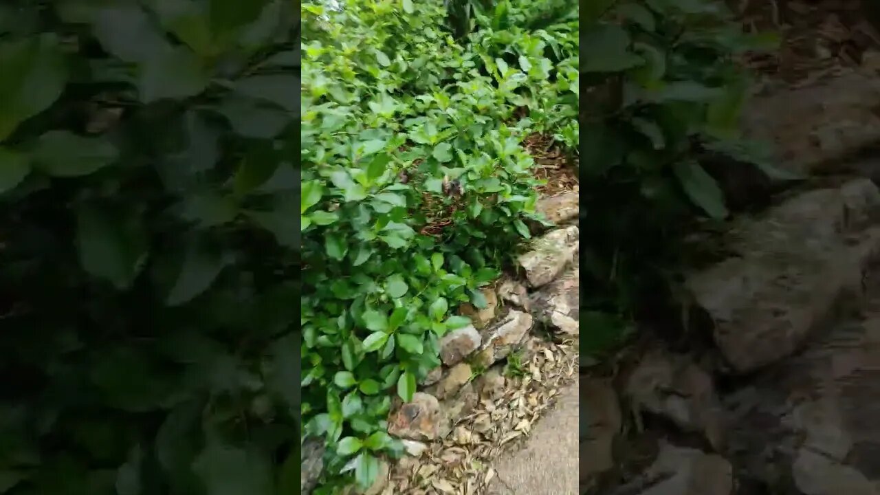 Steep windy footpath