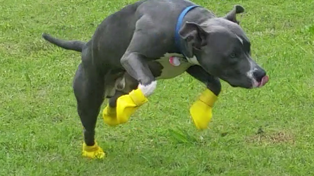 Dog Puts Incredible Effort To Run Out Of His New Rain Boots