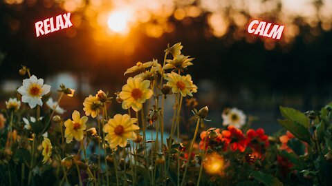 1 Hour of Soothing Calming Music Accompanied By Beautiful Flowers and Meadows