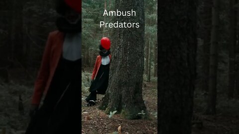 Ambush Predators