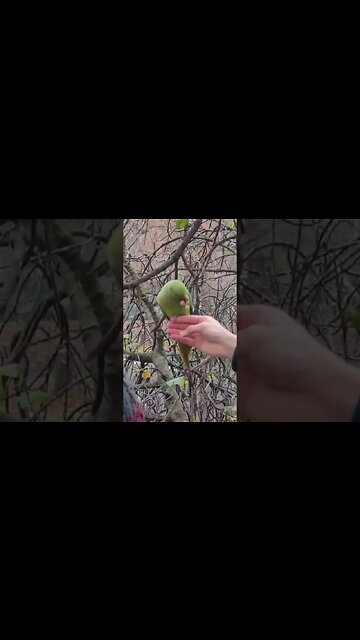 Feeding wild parraketts st james Park #london