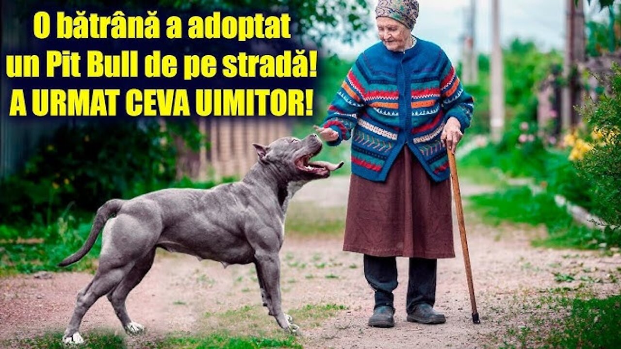 O bătrână a adoptat un Pit Bull de pe stradă! A URMAT CEVA UIMITOR...