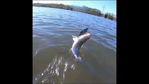 Fishing at Chickamauga Dam