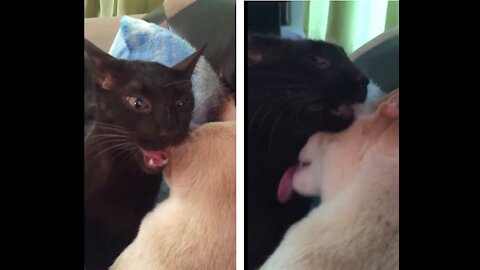 Perfect couple of cats, Valentine's day