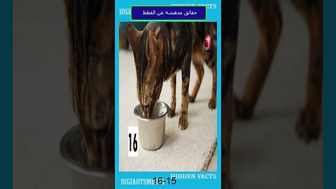 حقائق مدهشة عن القطط 15- 16