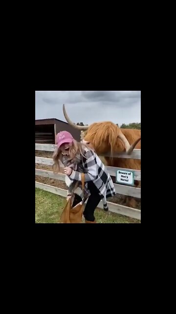 Fun 😊 gone failed 🤣#Shorts #ytshorts #UbertainmentFun #Dogs #Animals #Fun