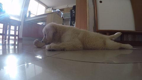 Puppy totally bewildered by new chew toy