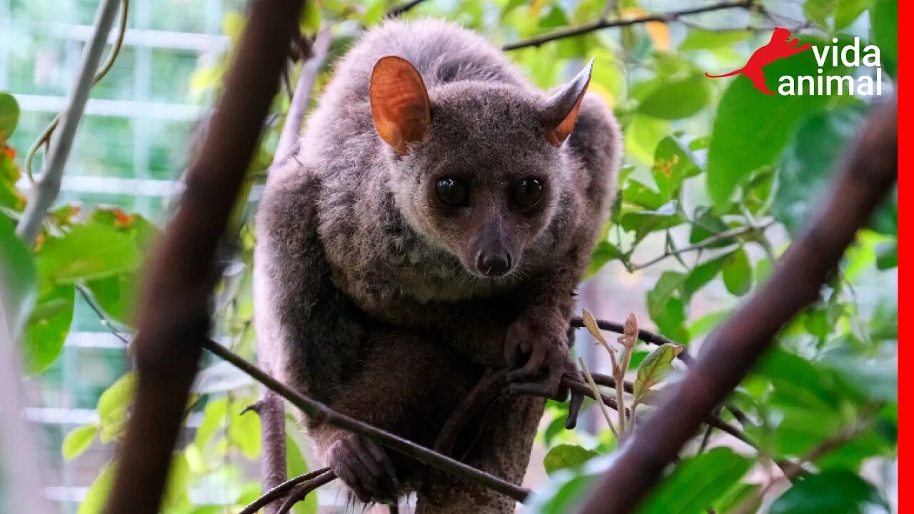 GALAGO MAIOR - VIDA ANIMAL