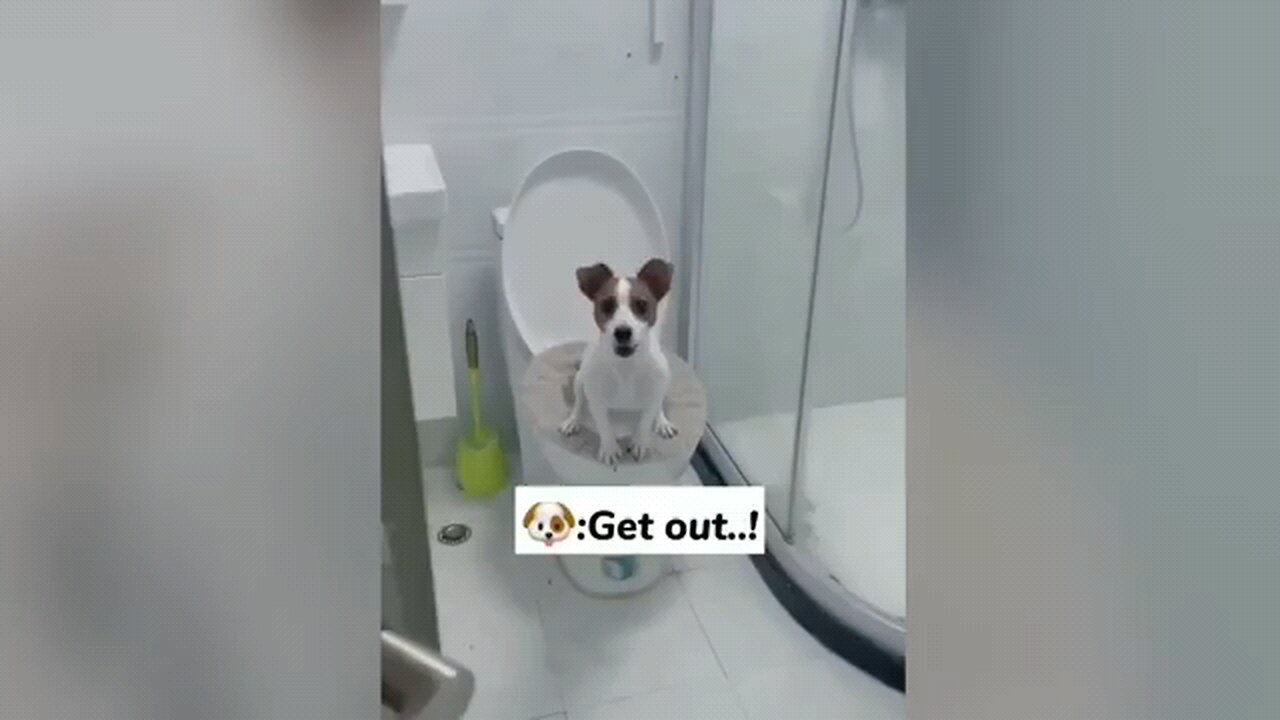 Best_Funny_Videos_🤣_-_People_Being_Idiots___🤣_Try_Not_To_Laugh_-_BY_Funny_Dog_