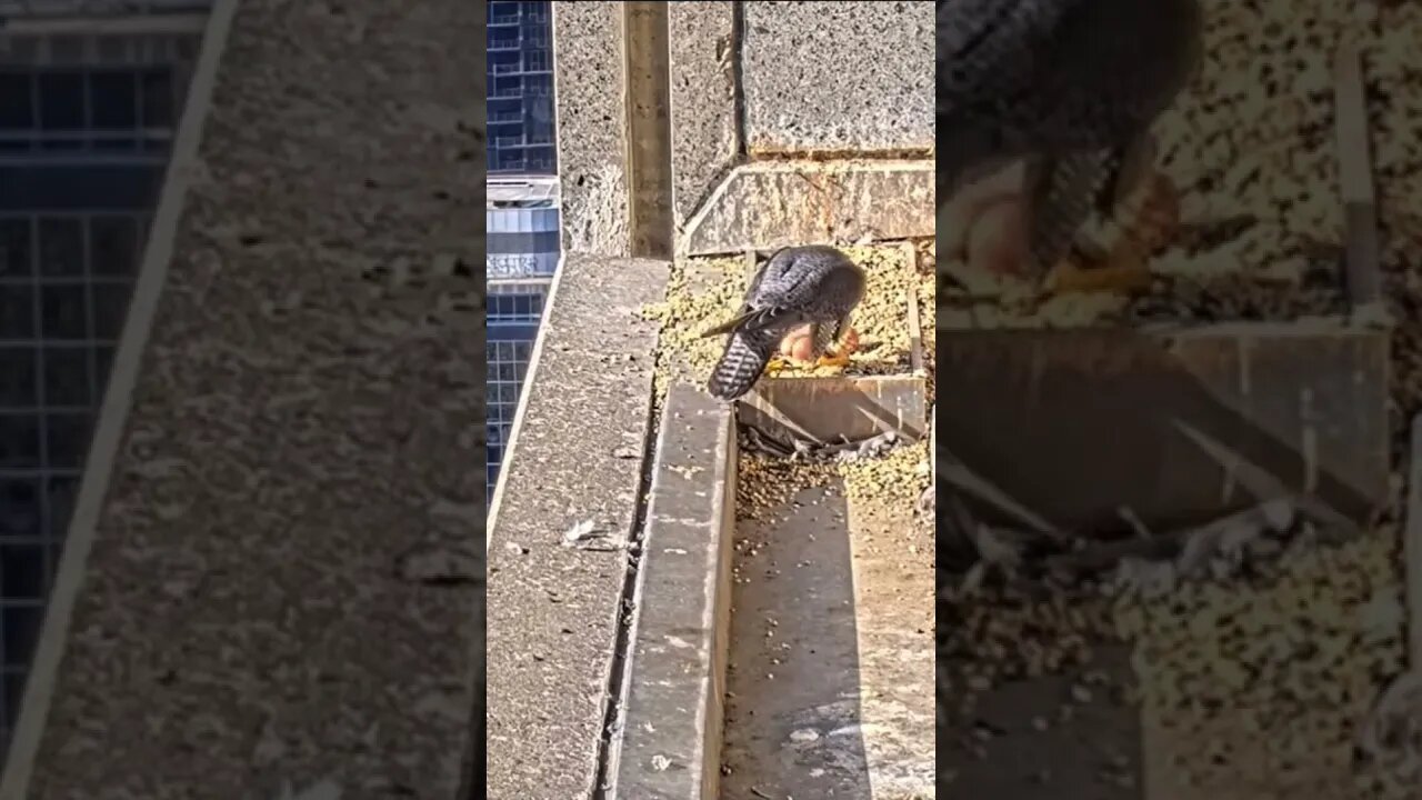 Peregrine Falcon Dad Turns Up With A Fresh Bird To Eat. Dads A Bit Keen. #trending #shorts #nature