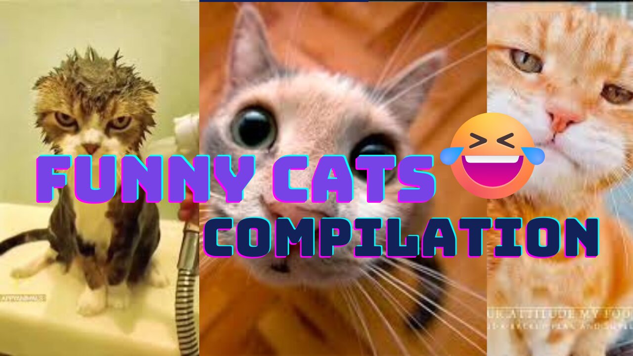 Hilarious Cat Compilation - Best Funny Cat Videos 2023 😂🐈!!