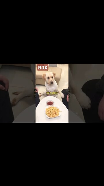 A Dog also want patato finger with Sauce