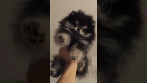 WHY.ARE.YOU.SO.CUTE??? #Puppy #Dogs #Shorts #Puppyvideo #Shortvideo #dog #doglover #cutedog #puppylo
