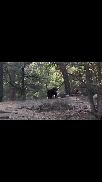 Brave man scares two bears off his property