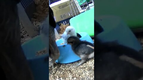 The secret lives of chicks