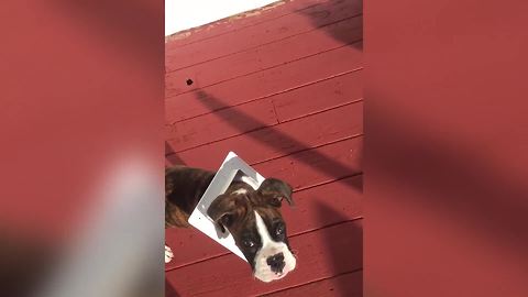 A Boxer Puppy Walks Around With A Dryer Vent Cover Stuck Around His Head