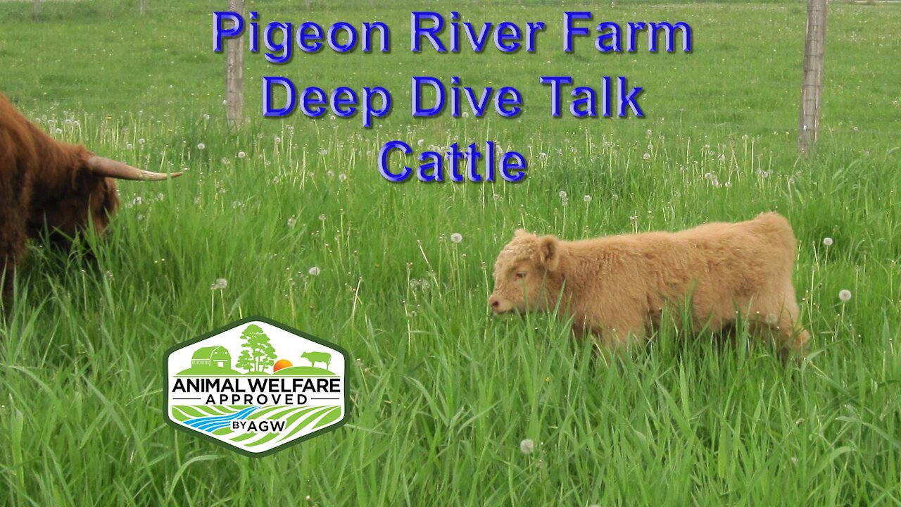 Deep Dive talk what's A Greener World, Animal Welfare Approved Label all about part 3 Cattle