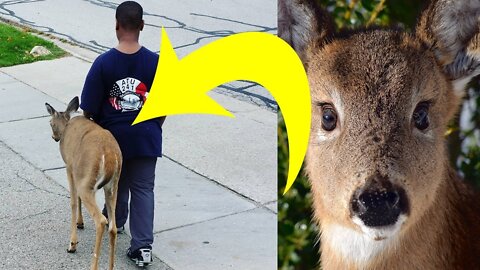 Neighbors Noticed That This Boy Walked A Deer Every Day. Then They Looked At The Animal’s Eyes