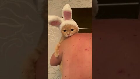 #shorts Смешные Коты Из Тик Тока 241 Funny Cats From Tiktok