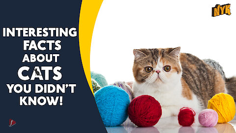Interesting Facts about Cats you didn't know *