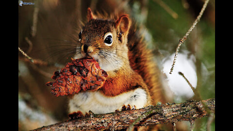 funny and cute squirrel