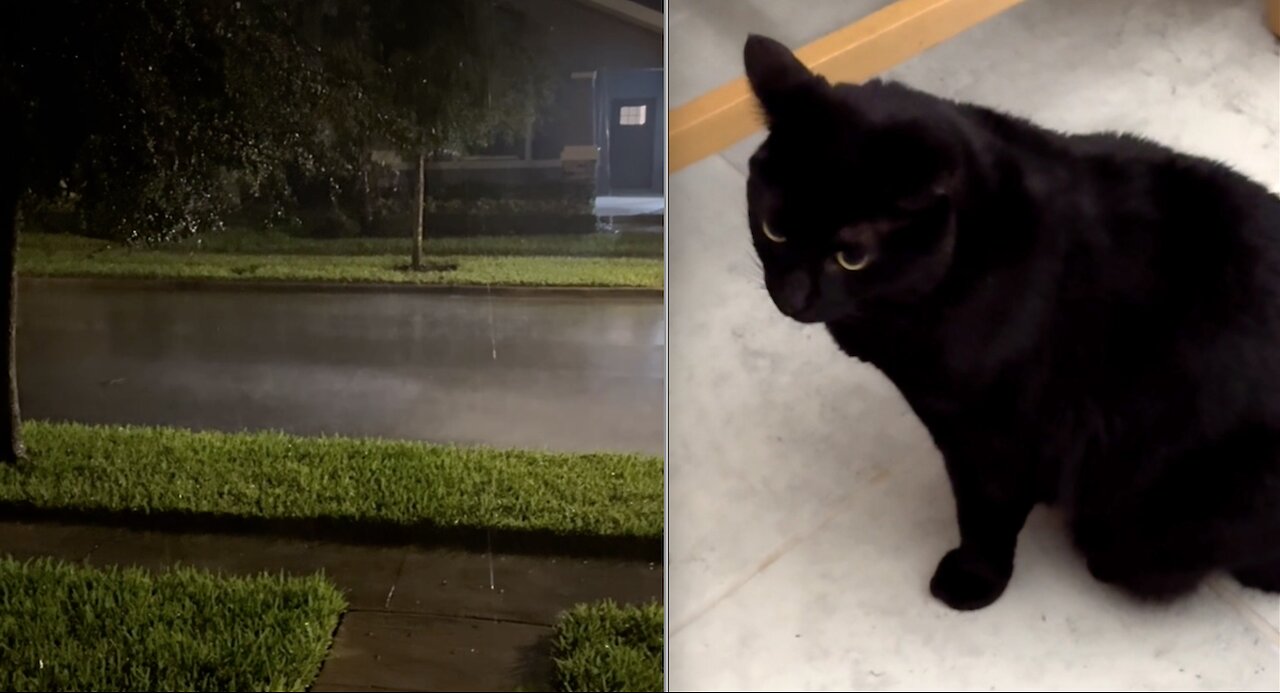 Cute Precious Piper Stays Safe from the Hurricane - Adopting a Cat from a Shelter Vlog