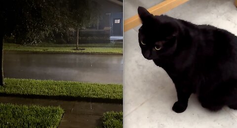 Cute Precious Piper Stays Safe from the Hurricane - Adopting a Cat from a Shelter Vlog