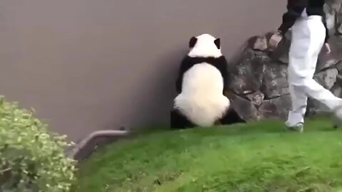 Panda Funny cute Short Videos