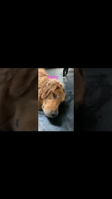 [Shorts 0092] DAISY [#dogs #doggos #doggies #puppies #dogdaycare]