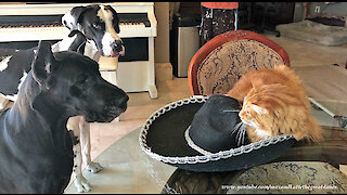 Funny Great Danes Are Amused By Cat On The Hat