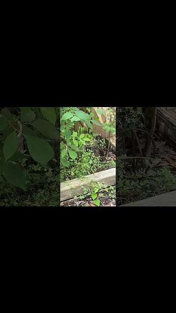 Fallen baby bird rescue 🐦 #babybirdvideo #babybirds #fallenbabybird #savingbabybird #birdrescue