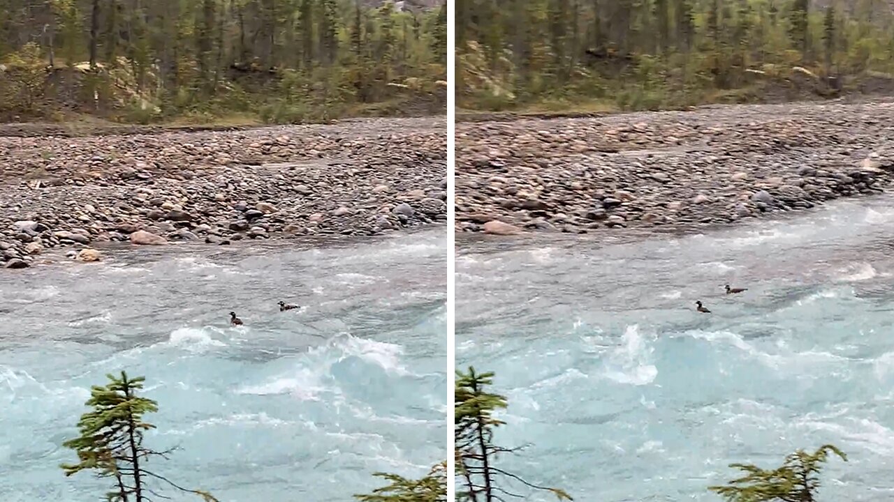 Ducks have fun floating effortlessly down fast-paced river