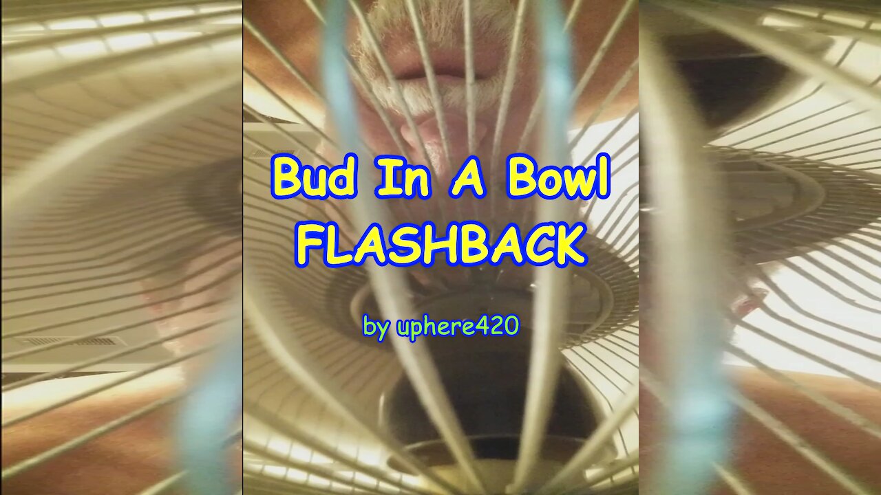 Bud In A Bowl Flashback by uphere420