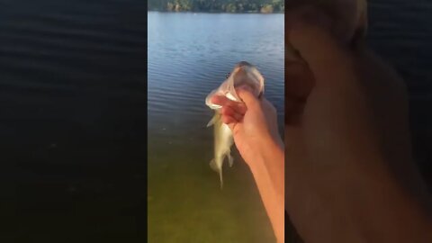 BASS on the spinner bait!