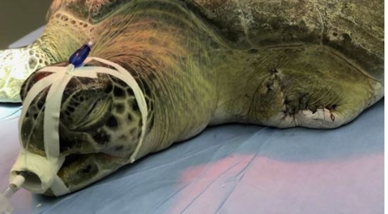 Wildlife officials issue warning after sea turtle suffers injuries, has flipper amputated