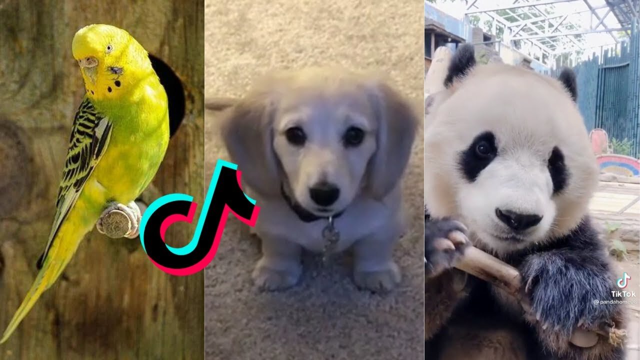 Funny Animals 2021 (TikTok Compilation) 😂😂😂