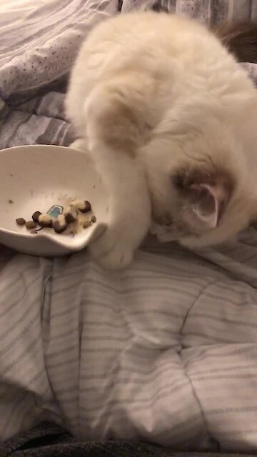 Cat Tries To Bury Smelly Food
