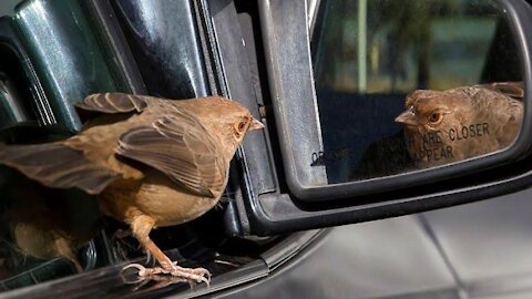 Funny bird play with mirror.