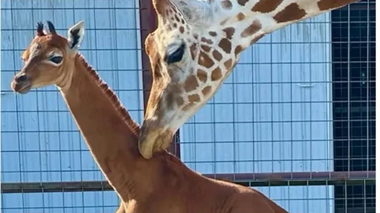 WEIRD GIRAFFE BORN AT TENNESSEE ZOO